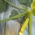 绿皮西葫芦