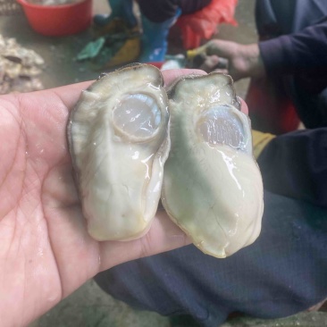 乳山大生蚝火锅餐饮社区畅销产品，当天现开免费寄样。