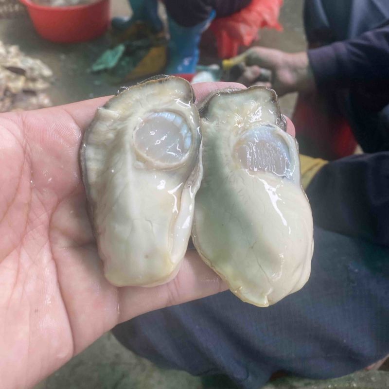 乳山大生蚝火锅餐饮社区畅销产品，当天现开免费寄样。