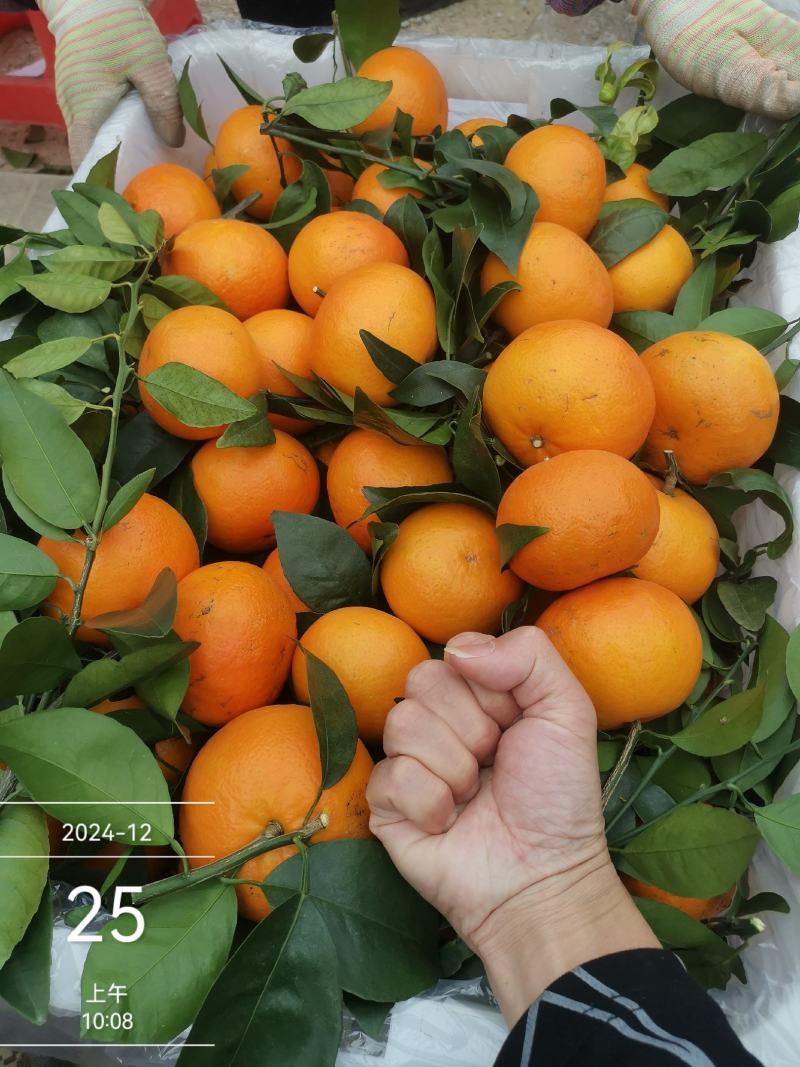 沃柑广西上林实力代办产地一手货源接越南订单代发