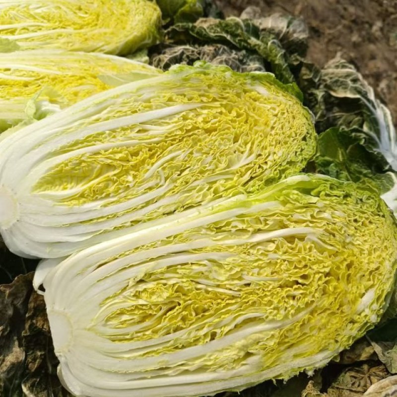 玲珑黄白菜