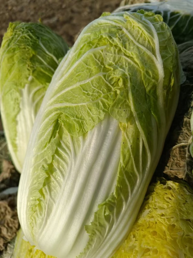 玲珑黄白菜