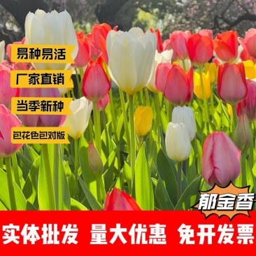 郁金香厂家货源批发价格全国发货价格便宜欢迎下单咨询