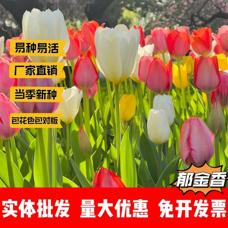 郁金香厂家货源批发价格全国发货价格便宜欢迎下单咨询