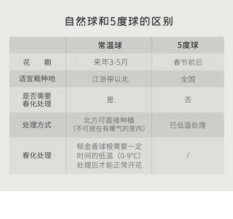 郁金香厂家货源批发价格全国发货价格便宜欢迎下单咨询