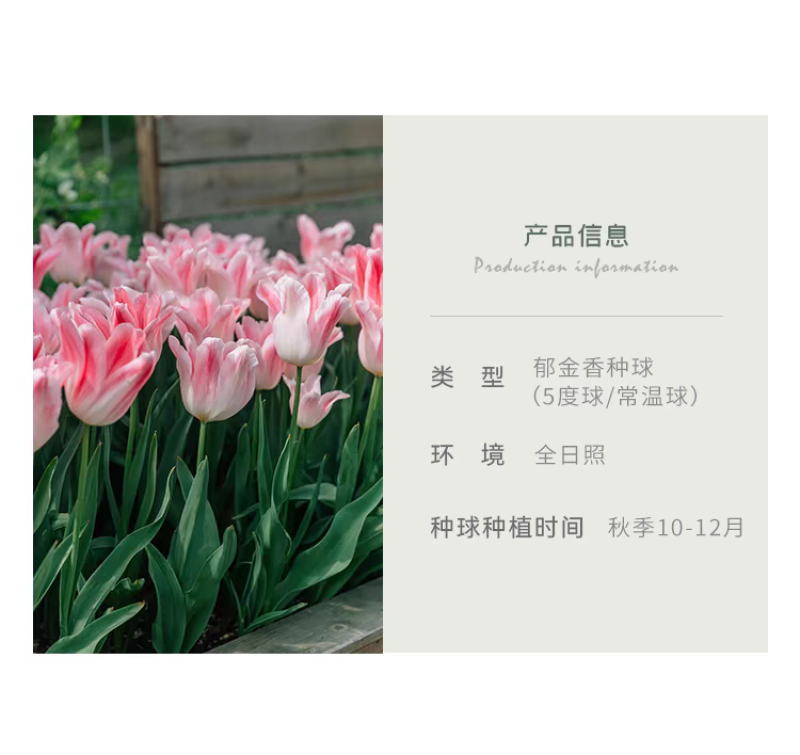 郁金香厂家货源批发价格全国发货价格便宜欢迎下单咨询