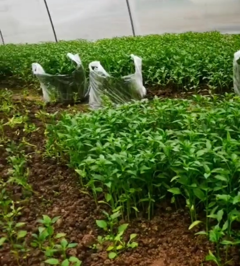 辣椒苗，二荆条辣椒苗大量供应成活率高保质保量欢迎电联