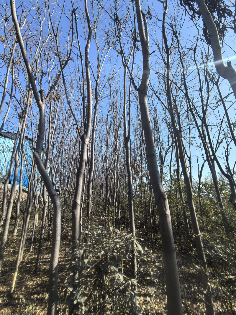栾树主杆4米以上。胸径8-15都有货（退林还耕）
