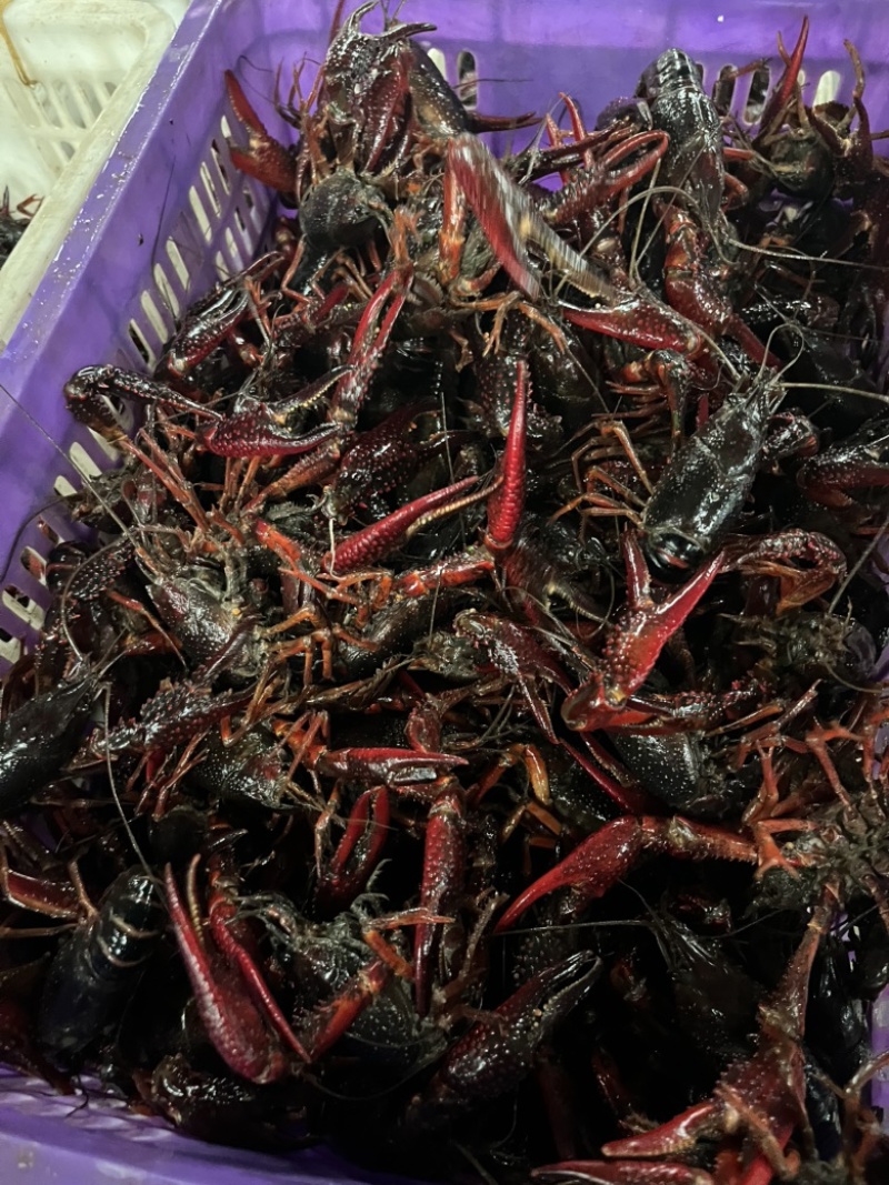 精品小龙虾
