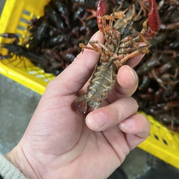 精品小龙虾