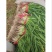 [红根蒜苗]暖棚红根蒜苗，可走市场，电商，加工厂！