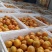 云南高原沃柑，精品沃柑新鲜供应，电商货大量上市产地直发