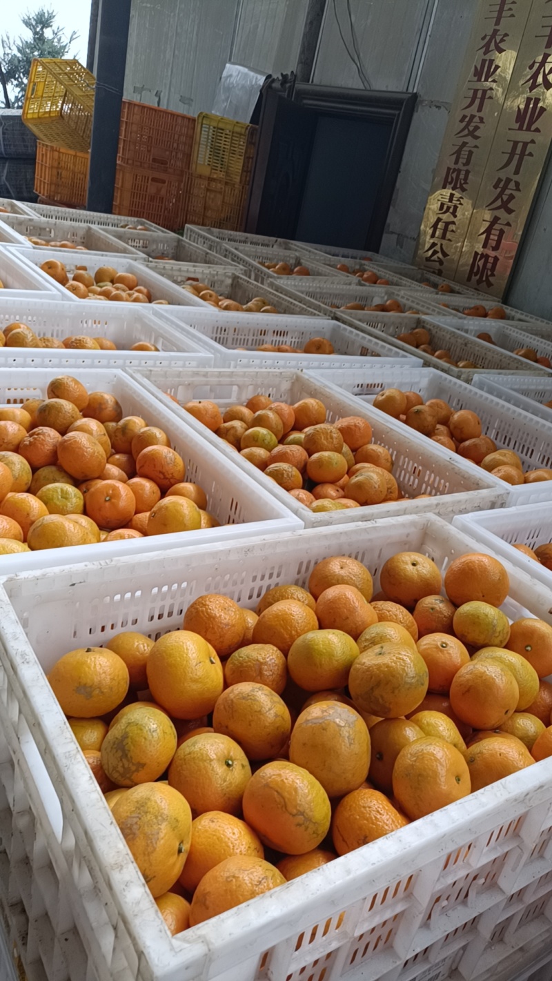 云南高原沃柑，精品沃柑新鲜供应，电商货大量上市产地直发