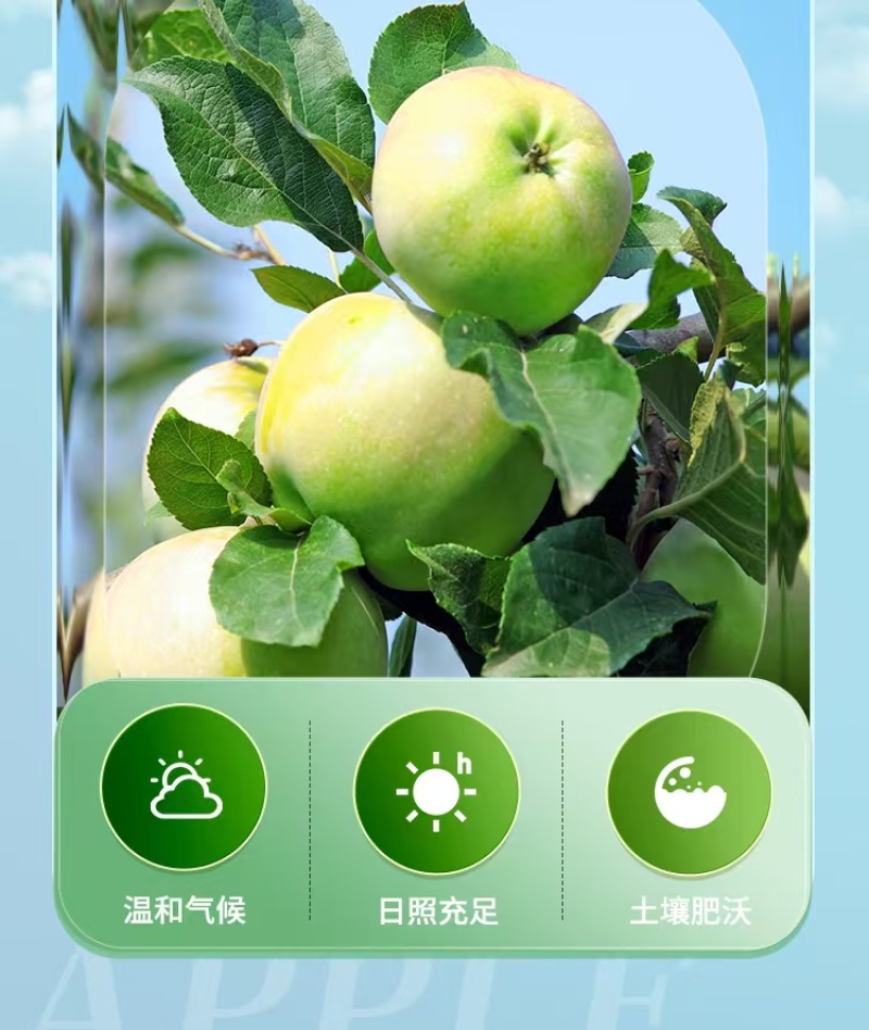 翡翠瑞雪苹果种植户直销