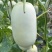 蜜源18博洋72凯蜜88大量发货产地