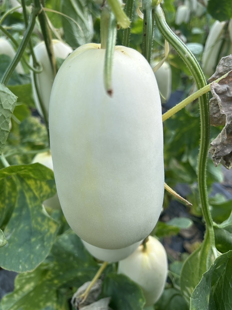 蜜源18博洋72凯蜜88大量发货产地