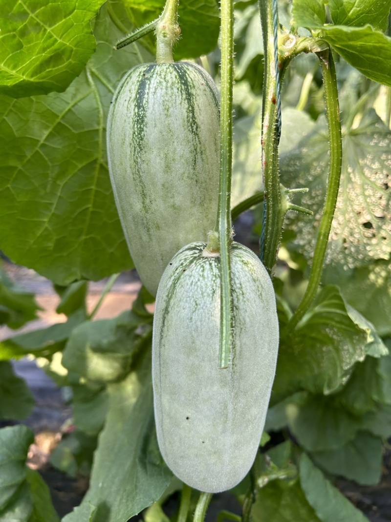 蜜源18博洋72凯蜜88大量发货产地