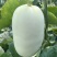 蜜源18博洋72凯蜜88大量发货产地