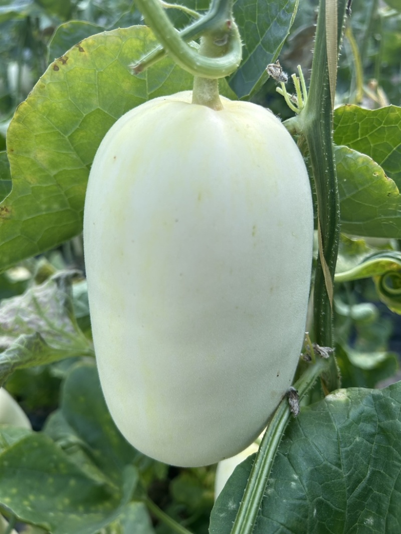 蜜源18博洋72凯蜜88大量发货产地