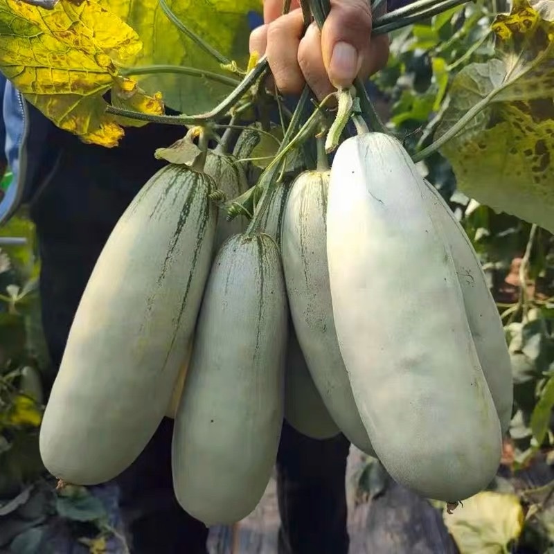 蜜源18博洋72凯蜜88大量发货产地