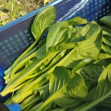承接各类食堂超市电商等