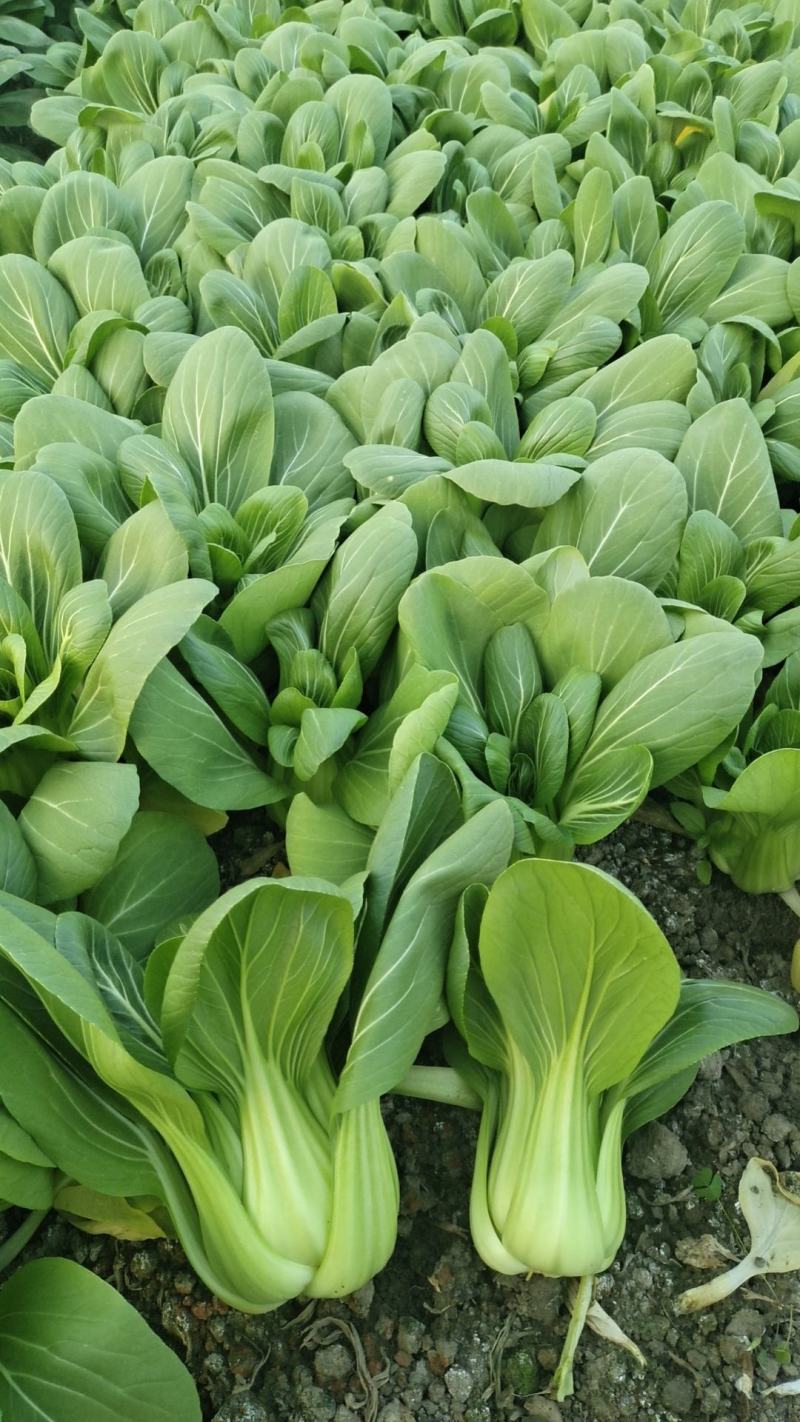 承接各类食堂超市电商等