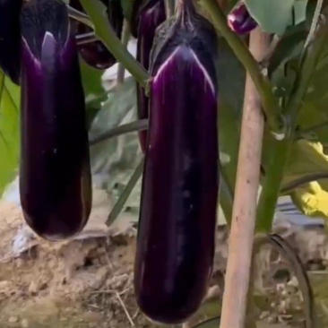 烧烤茄种子口感好耐运输深紫红亮丽果肉饱满长棒茄种子