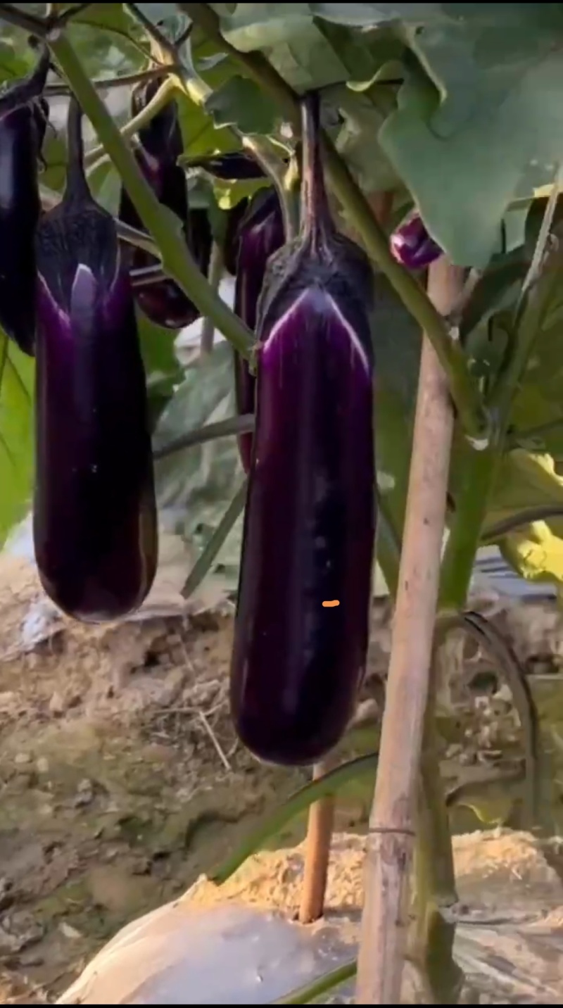 烧烤茄种子口感好耐运输深紫红亮丽果肉饱满长棒茄种子