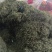 水洗蒲公英茶叶
