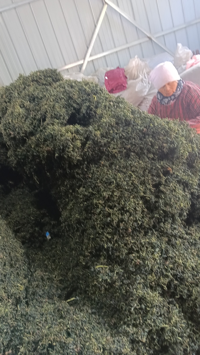 水洗蒲公英茶叶