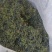 水洗蒲公英茶叶
