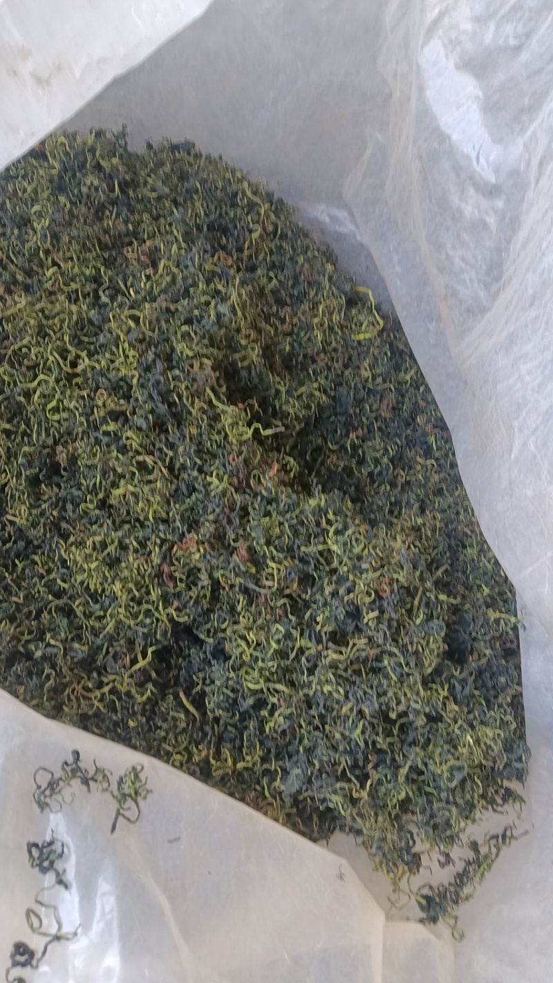 水洗蒲公英茶叶