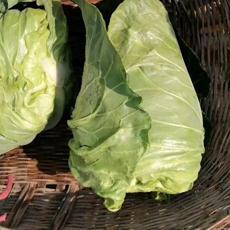 【精品】牛心甘蓝价格便宜质量好量大从优欢迎来电咨询
