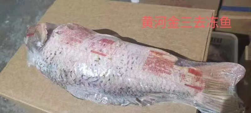 黄河大鲤鱼餐饮商超各种规格系列电商代发