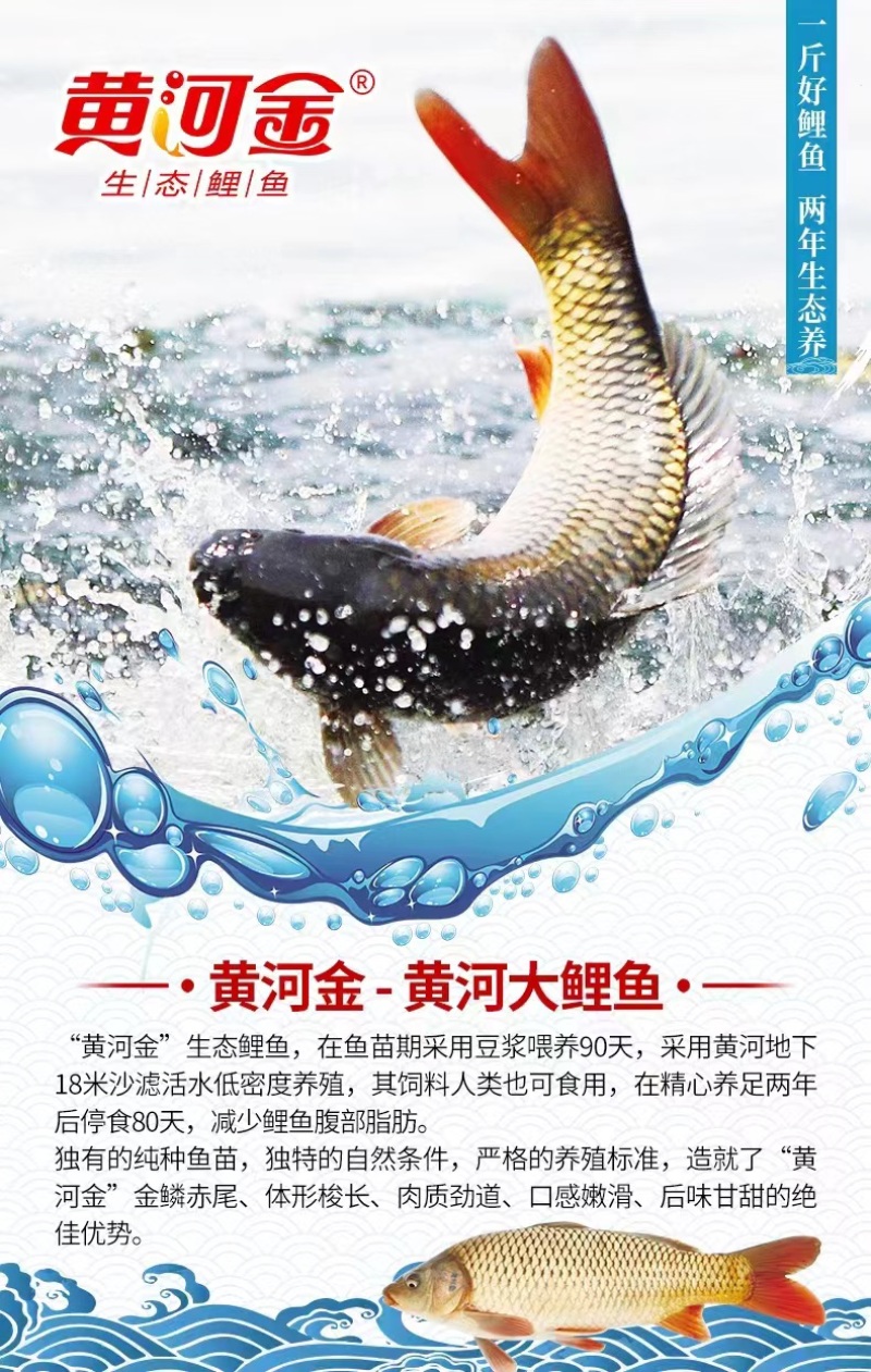 黄河大鲤鱼餐饮商超各种规格系列电商代发