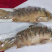 黄河大鲤鱼餐饮商超各种规格系列电商代发