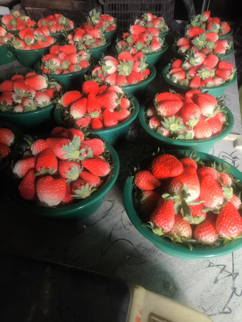 河南章姬草莓自家百亩草莓园直供品质保障按需配货