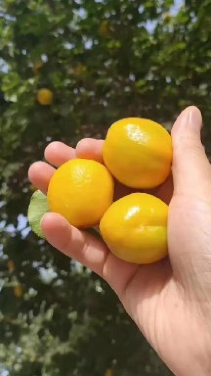 敦煌特产敦煌李广杏自然晾晒的杏干泡水零食家庭必备佳品