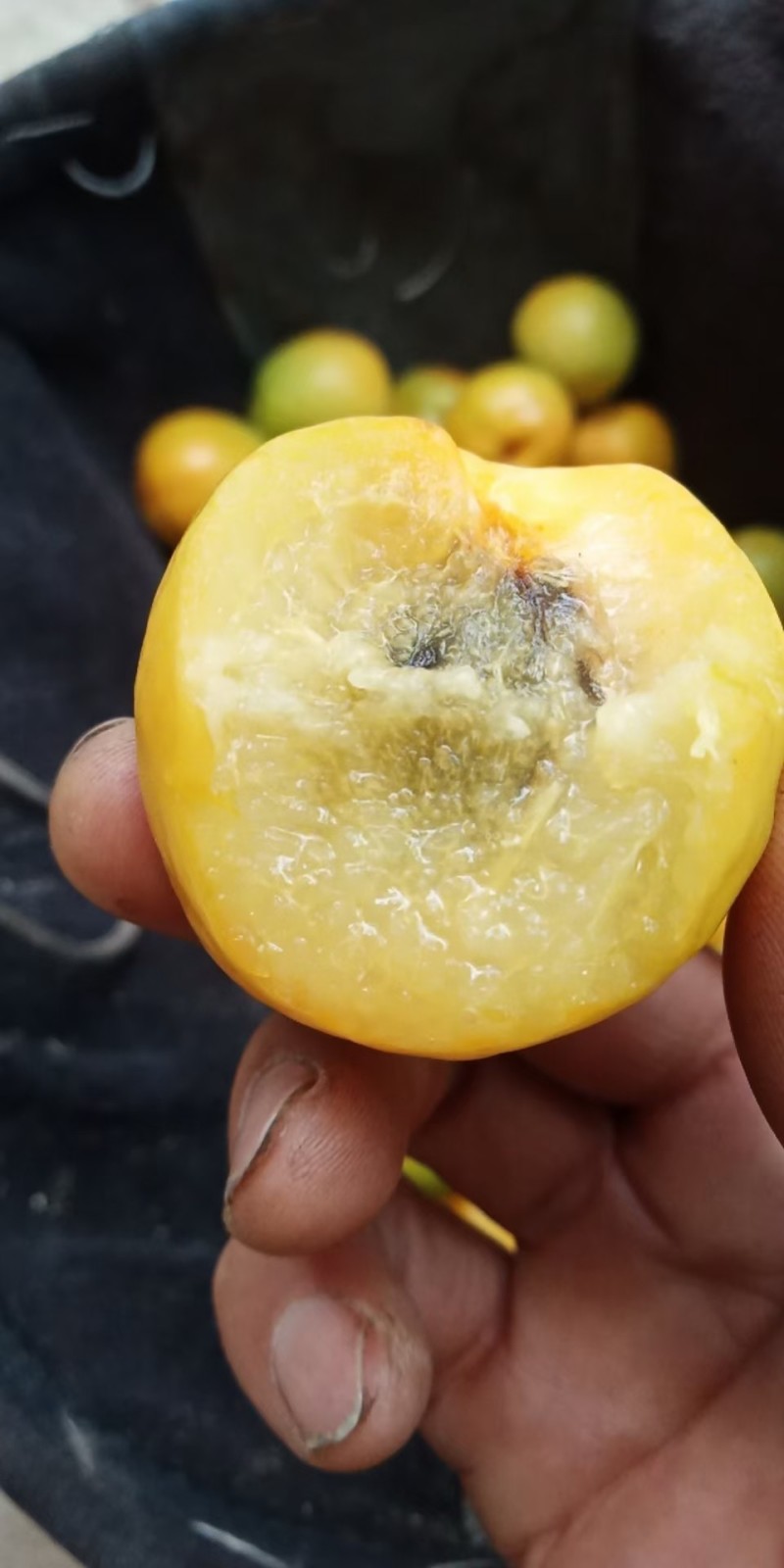 敦煌特产敦煌李广杏自然晾晒的杏干泡水零食家庭必备佳品