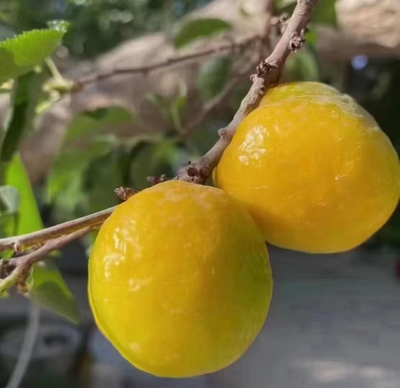 敦煌特产敦煌李广杏自然晾晒的杏干泡水零食家庭必备佳品