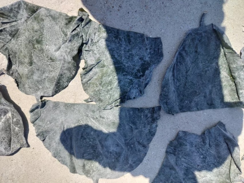 盐渍厚海带头新菜海带头地摊热卖海带头