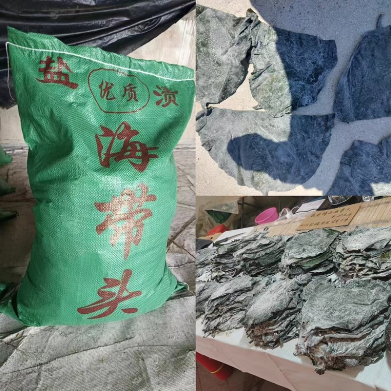 盐渍厚海带头新菜海带头地摊热卖海带头