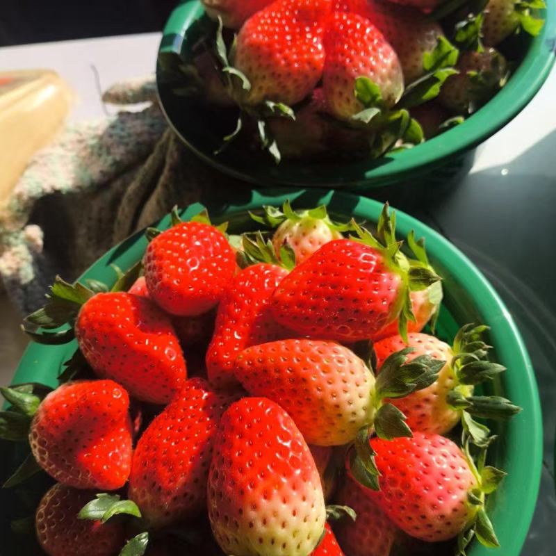 河南章姬草莓奶油草莓百亩基地货源足对接批发零售烘焙