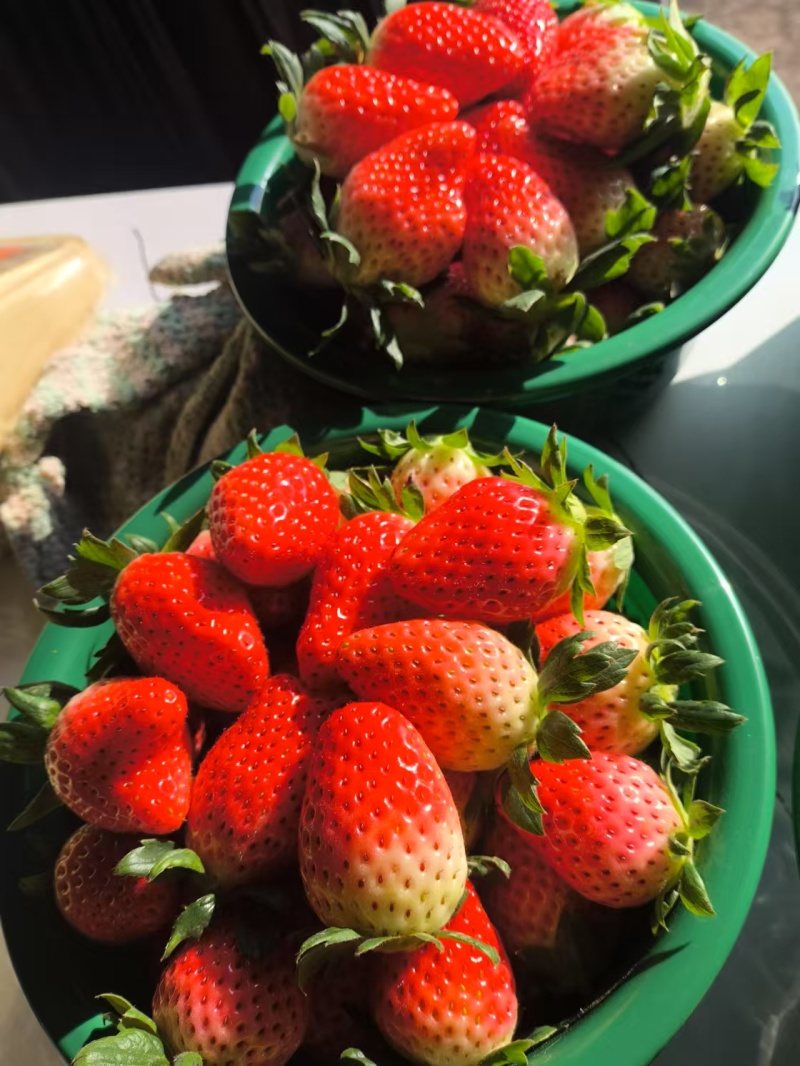 河南章姬草莓奶油草莓百亩基地货源足对接批发零售烘焙