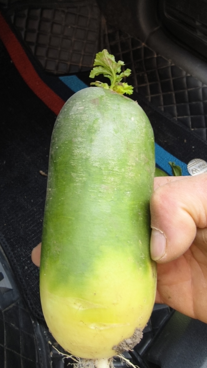 精品水果萝卜，青萝卜圆萝卜，，量大从优诚信经营