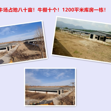 养牛场出租出售寻求合作！