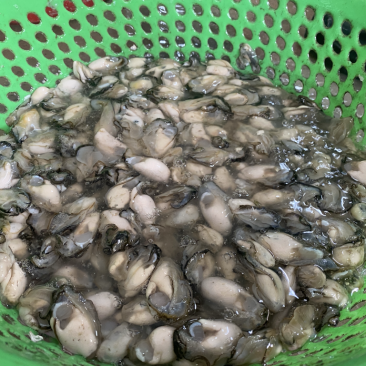 新鲜生蚝肉，产地直发，大量供应