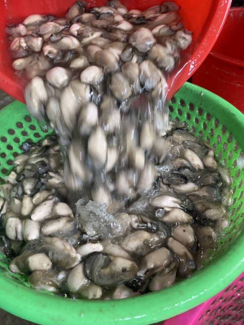 新鲜生蚝肉，产地直发，大量供应