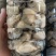 新鲜生蚝肉，产地直发，大量供应