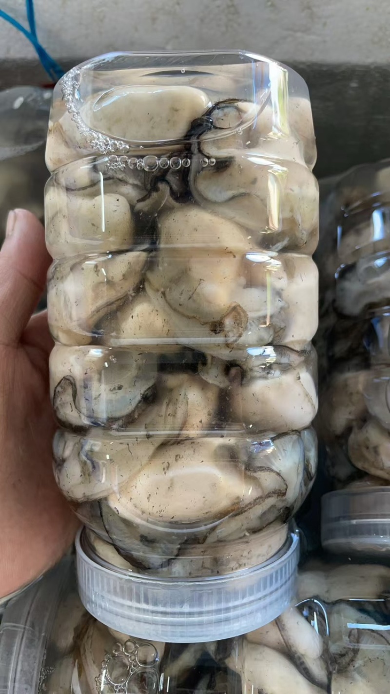新鲜生蚝肉，产地直发，大量供应